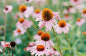 Moms Summer Go To Guide