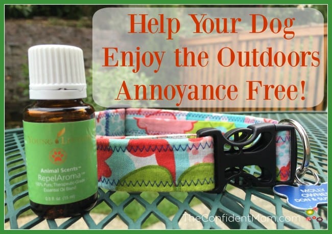 Help Your Dog Enjoy the Outdoors Annoyance Free Help Your Dog Enjoy the Outdoors Annoyance Free