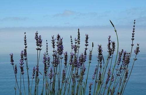Weekly Household Quick Tip: Lavender Laundry Rinse Weekly Household Quick Tip: Lavender Laundry Rinse